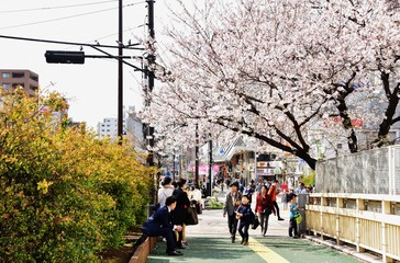 Pedestrian street in spring, Tokyo, Japan 