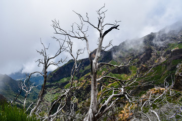 Fototapeta na wymiar Madeira nature hiking travel, Portugal