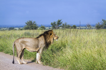 Fototapeta na wymiar African lion in Kruger National park, South Africa