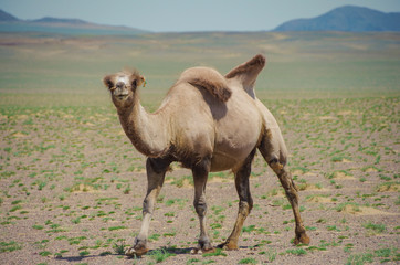 Young domesticated Bactrian camel. Pack animal since ancient times. Tolerance for cold, drought, and high altitudes. Travel of caravans on the Silk Road. Nature and travel. Mongolia