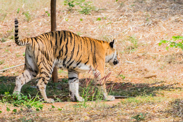 Obraz premium Bengal tiger close view at zoo at different position at national park.