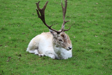 Deer In A Pasture