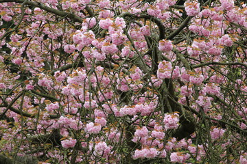 Pink Flowers On A Tree