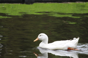 Duck In The Water