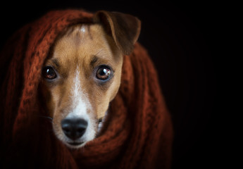 Jack Russel Hund Portrait