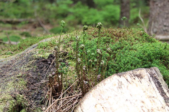 Moss Close Up