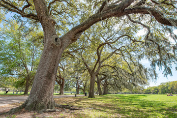 Trees of Forsyth Park in Savannah, Georgia - USA