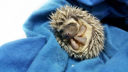 newborn hedgehog on male rough, dirty hand palm closeup. baby hedgehog