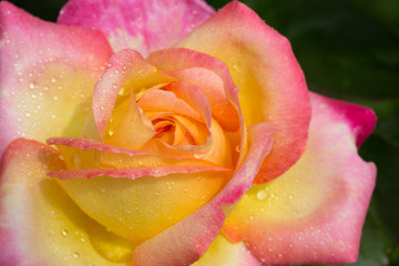 Yellow with pink noble rose. Macro shot.