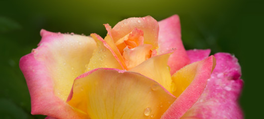 Yellow with pink noble rose. Macro shot.