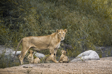 African lion in Kruger National park, South Africa
