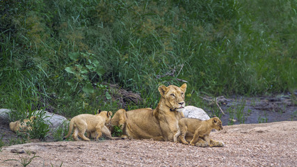 African lion in Kruger National park, South Africa