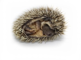 Dwarf hedgehog baby is sleeping On a white background