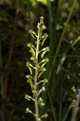 Listera ovata in Denmark