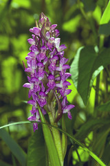Obraz premium Wild orchid in Denmark