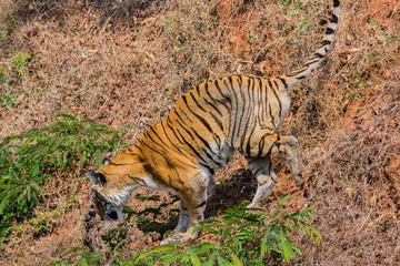 Bengal tiger  close view at zoo at different position at national park.