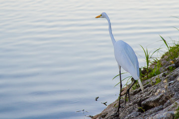 Crane bird