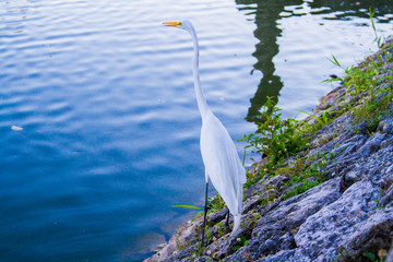 Crane bird