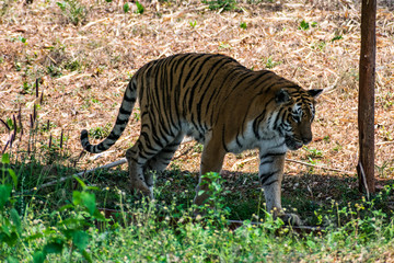 Bengal tiger  close view at zoo at different position at national park.