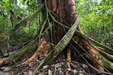 Fig tree strangling another tree