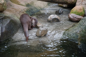 カワウソ