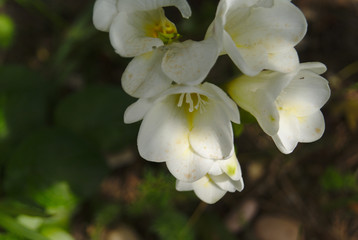 Fiori bianchi