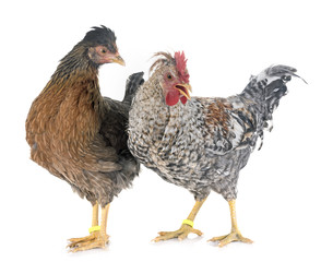 cream legbar chicken