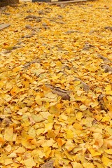 Maple leaves in winter season at Korea