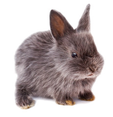 dark rabbit, rabbit with carrot, rabbit on white background