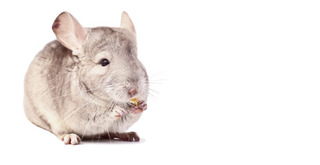 Fototapeta premium light chinchilla, chinchilla eating, chinchilla on white background, chinchilla food