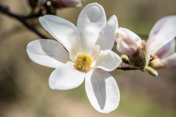 Fototapeta na wymiar Flower Magnolia flowering against a background of flowers.