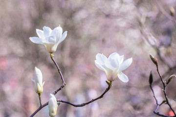 Obraz premium Flower Magnolia flowering against a background of flowers.