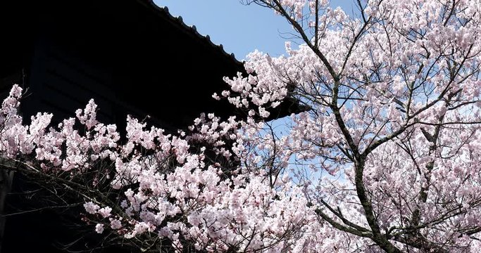 風に揺れる満開の桜