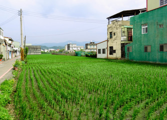 Fototapeta na wymiar Rice fields in urban areas - Taiwan