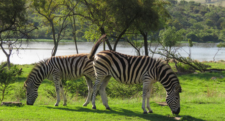 Fototapeta na wymiar 2 Zebra's grazing on grass with a lake behind them