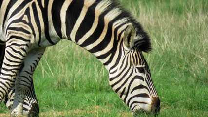 Fototapeta na wymiar Zebra feeding on green gras