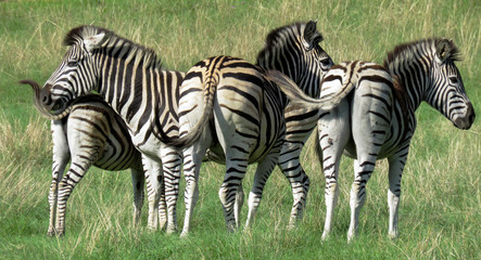 Fototapeta na wymiar Group of zebra's relaxing