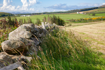 Scottish rural landscape with drystane dyke