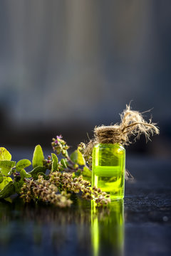 Ayurvedic/ Herbal/ Medicinal essence of herb Tulsi or Holy basil in a transparent bottle with leaves and flowers of holy basil used in medicines of cough, fever and common cold.