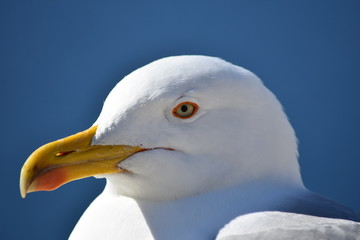 Seagull eye