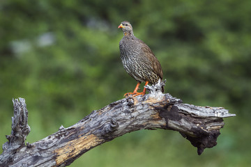 Natal francolin in Kruger National park, South Africa