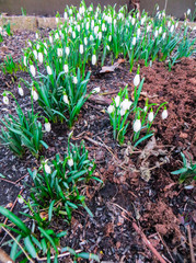 The first white snowdrops in early spring among last year's leaves in the forest.