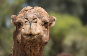 Headshot natural portrait of a camel with flies on his face posing for the camera
