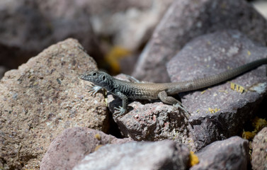 Colorful lizard sunning himself on a rock