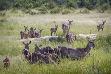 Common Waterbuck in Kruger National park, South Africa