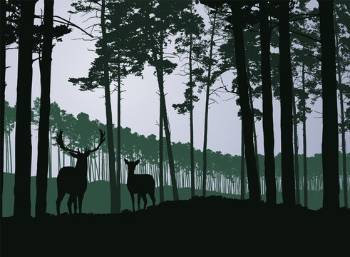 Deer and hind in a coniferous green forest under a gray sky