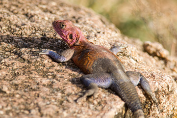 Agama Lizard Serengeti National Park Tanzania