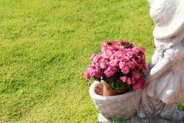 Chrysanthemums flower is beautiful in the garden