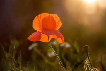 Red poppy flower in  garden during  sunset_