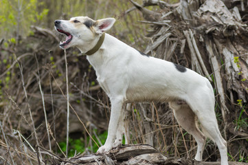 Cross-breed of hunting and northern dog standing on a root of fallen tree   and calling for help while lost in sinister forest